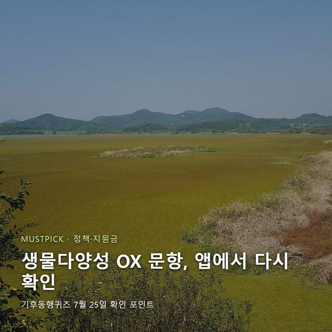 기후동행퀴즈 7월 25일 생물다양성 문항을 확인하는 우포늪 습지와 물새